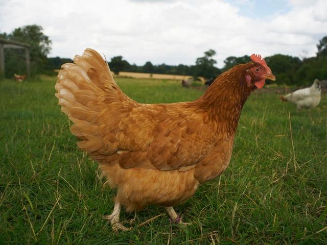 科学家发现家鸡起源于一万年前中国